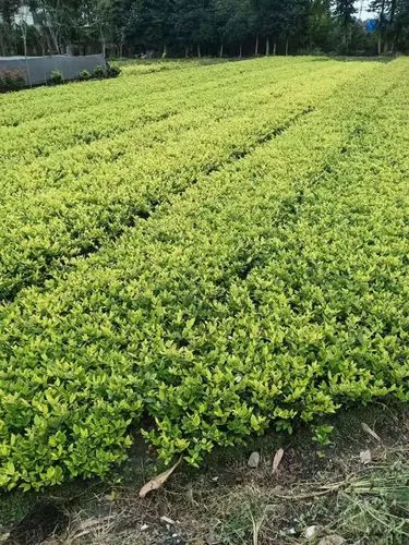 网球拍不同磅数的球拍击球声音